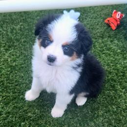 Mr. Cove - Black tri male Toy Australian Shepherd puppy in Dolan Springs, Arizona from High Desert Companions