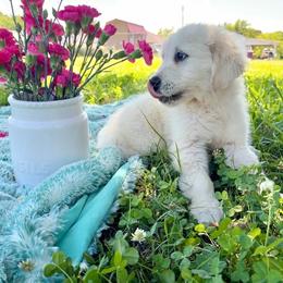 Blue - Light golden male Golden Retriever puppy in Paris, Texas from Paris Golden Puppies