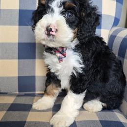 Jett - Tri-color male Bernedoodle puppy in Galt, Missouri from Only Doodles!