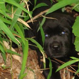 Labrador Retriever Puppies from Beach Bum Labradors