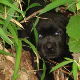 Labrador Retriever Puppies from Beach Bum Labradors
