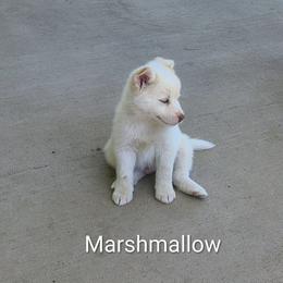 Marshmallow - White male Pomsky puppy in Blackfoot, Idaho from Snake River Pomskys