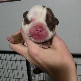 Male 1 - Chocolate tri-color male Bulldog puppy in Warsaw, New York from Hillview Kennels