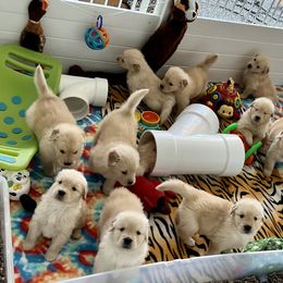 Golden Retriever Puppies from Evergrace Goldens