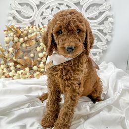 Goldendoodle Puppies from Beloved_doodles_WA