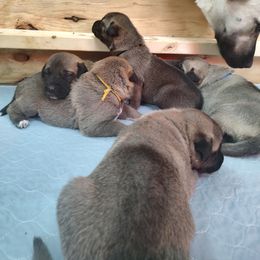 Anatolian Shepherd Dog Puppies from Harris' Anatolian Livestock Guardian Dogs