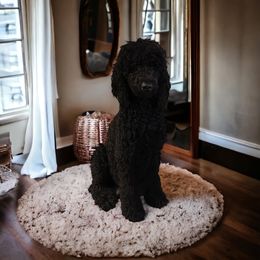 Dany - Labradoodle