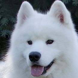 Samoyeds from Double Helix Samoyeds