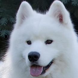 Samoyeds from Double Helix Samoyeds