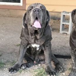 Neapolitan Mastiffs from Mastiffs with Manners