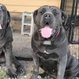 Neapolitan Mastiffs from Mastiffs with Manners