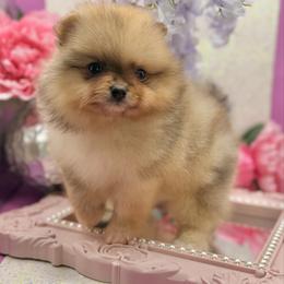 Twilight Sparkle - Chocolate merle female Pomeranian puppy in Gilroy, California from Belt Fed Kennels