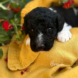 Labradoodle Puppies from California Poppy Doodles