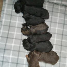Poodle puppies from Olde Heritage K-9