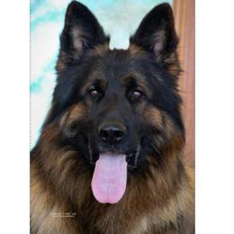 Max - German Shepherd