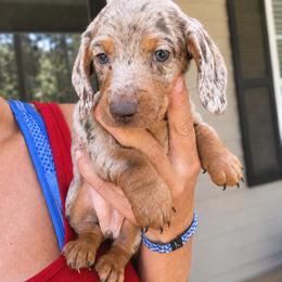 Stella AKC  5000 - Dapple female Dachshund puppy in Indian Trail, North Carolina from Hilda’s Teenie Weenies