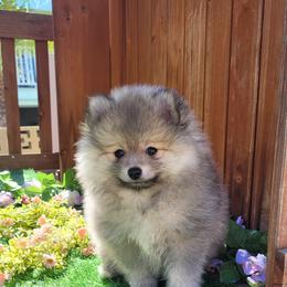 Pomeranian Puppies from Marie's Sweetie Poms