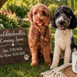 Goldendoodle puppies from Rainbow SoCal Doodles