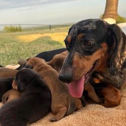 Daisy - Dachshund
