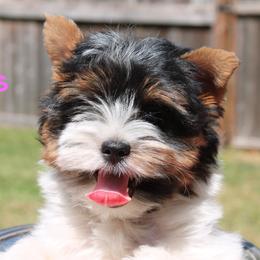 Elara - Black tan and white female Biewer Terrier puppy in Hillsboro, Oregon from Biewer Terriers by Rimba
