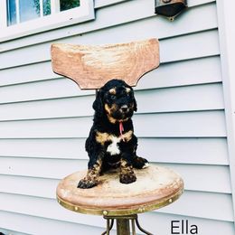 Ella - Tri-color female Bernedoodle puppy in Spring Valley, Wisconsin from Filipiak Breeders
