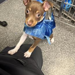 Rat Terrier Puppies from The Puppy Patch Rat Terriers