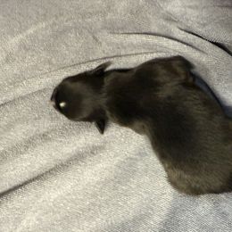 Harper - Black tri-color female Australian Shepherd puppy in Mount Vernon, Texas from RJ's Aussie Posse