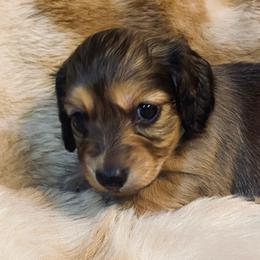 Summer - Cream female Dachshund puppy in Great Bend, Pennsylvania from Dashing Doxies
