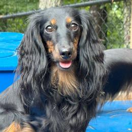 Hannah - Black and tan female Dachshund puppy in Steele, Alabama from Taylored Dachshunds