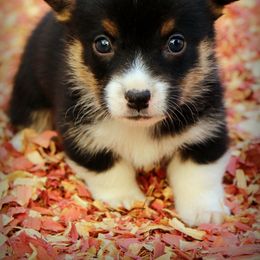 Pembroke Welsh Corgi Puppies from Royal Ridge Corgis