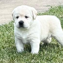 Girl 1 - Yellow female Labrador Retriever puppy in Jamestown, Ohio from Heartlands Quality Labrador Retrievers