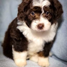 Aussiedoodle Puppies from Ohana Companions