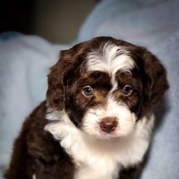 Aussiedoodle Puppies from Ohana Companions