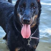 Beaucerons from Soleil et Lune Beaucerons