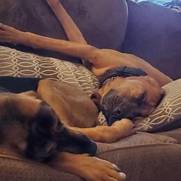 Bloodhounds from Heritage Hounds