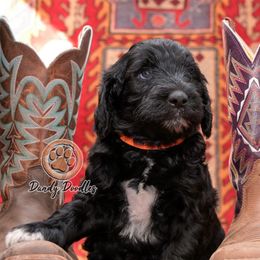 Boy 3 - male Goldendoodle puppy in Ocala, Florida from Dandy Doodles
