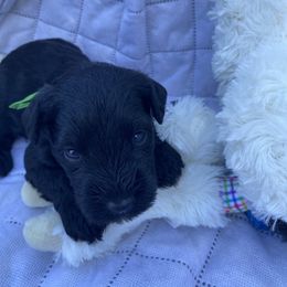 Greenhouse - Black male Miniature Schnauzer puppy in Ravensdale, Washington from Serenity Schnauzers