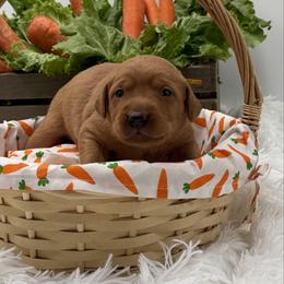 Yellow - Yellow female Labrador Retriever puppy in Heath Springs, South Carolina from Rich Hill Retrievers