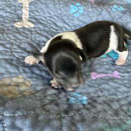 Mr. Roper - Piebald male Dachshund puppy in Wolf Lake, Indiana from Canisteo Dachshunds