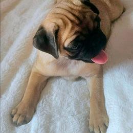 Lysandra - Fawn female Pug puppy in Dexter, Kansas from Beautiful pugs