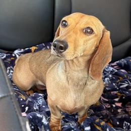 Molly - Dachshund
