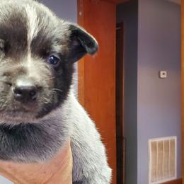 Full head mask true blue - Blue female Australian Cattle Dog puppy in Lenoir, North Carolina from Blue Coyote Ranch