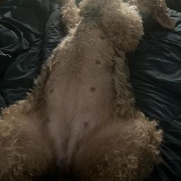 Airedale Terrier Puppies from Cool Hand Luke Kennels