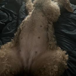 Airedale Terrier Puppies from Cool Hand Luke Kennels