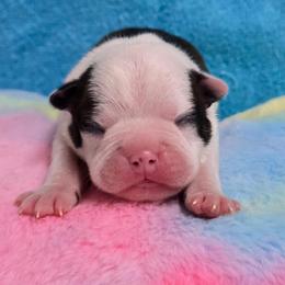 Classic Lady - Black brindle and white female Boston Terrier puppy in George West, Texas from JT Bostons