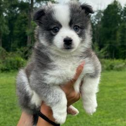 G2 - Slate female Border Collie puppy in Milton, Pennsylvania from C&C Border Collies