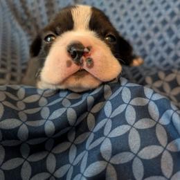 Jerry - Black and white male Boston Terrier puppy in Kansas City, Missouri from Boston's Boston Terriers AKC