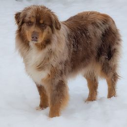 Rozae - Australian Shepherd