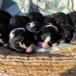 Bernedoodle puppies from Veterinarian Raised Bernedoodles