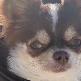 Chihuahuas from Amy Le